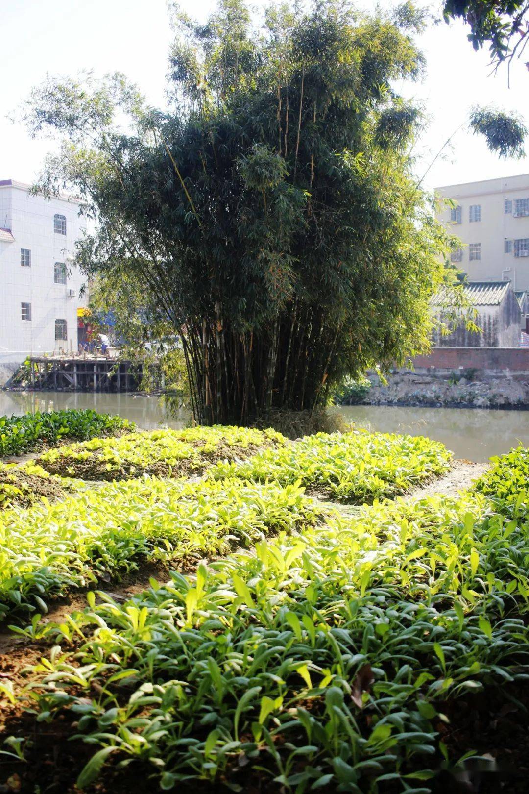 顺德容桂华口2021_居民_两地_两岸