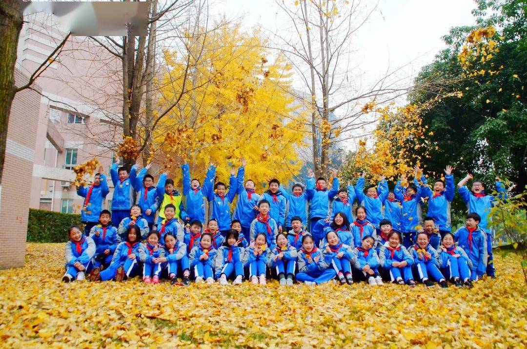 纯图推送|谁能占领朋友圈?来看成都各中小学的银杏美景pk