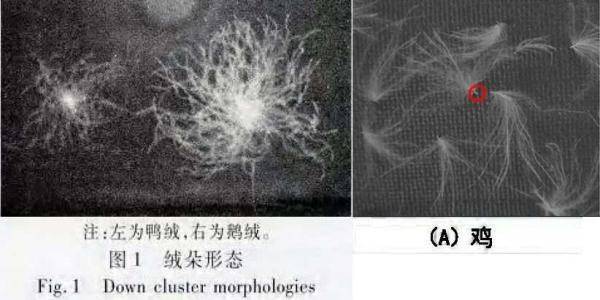 优质的鹅绒,鸭绒纤维是不含羽轴,以绒朵形式存在的半球状纤维结构(如