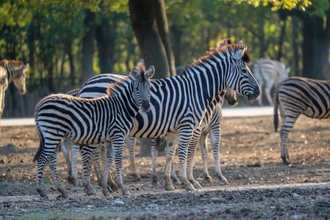 有趣的斑马宝宝你见过吗