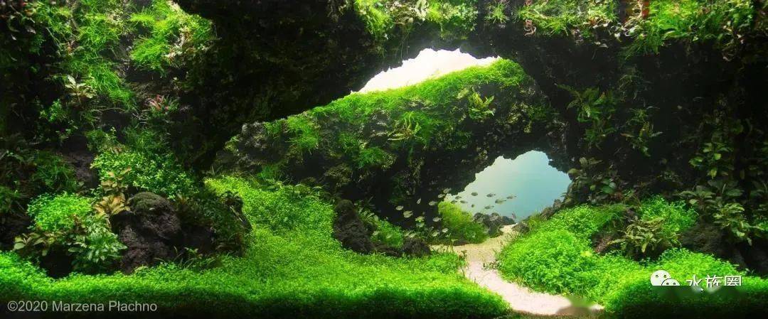 养眼,学习,震撼了,aga2020国际水草造景大赛作品欣赏!