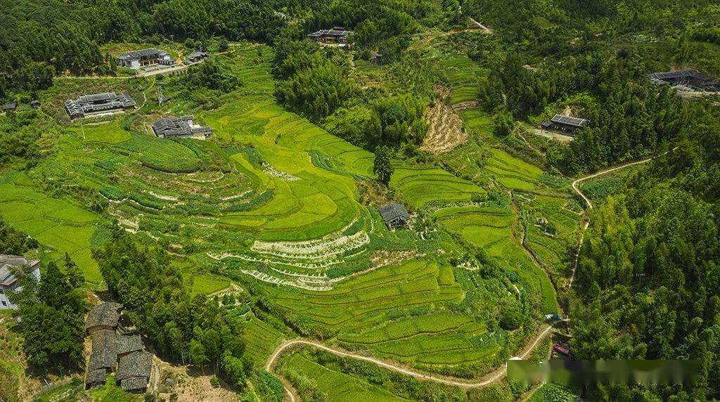 大田张坑古村落简介_含笑_文化_稻田