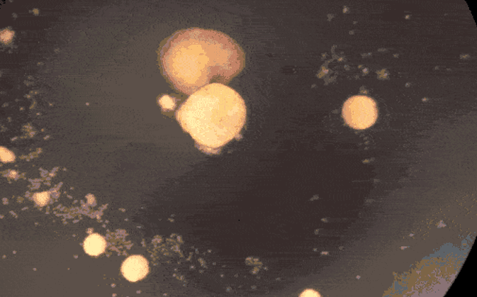 全球首个活体机器人：学会“生娃”，会自我修复，可繁衍四世