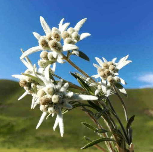 阿尔卑斯山雪绒花图片图片