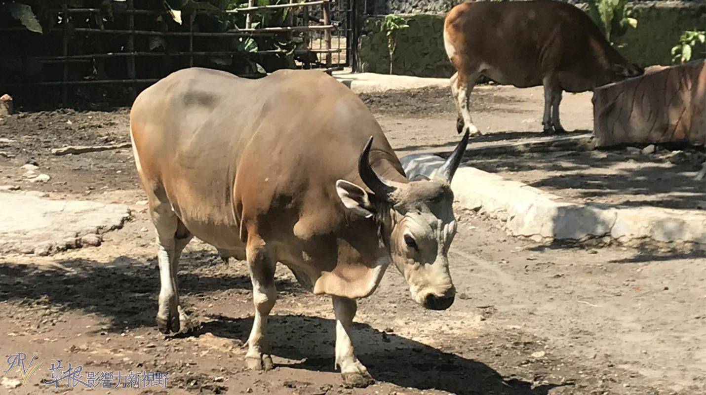 爪哇驚奇四七泗水動物園