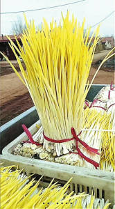 最好选用紫皮蒜类或白皮蒜类中生长快的品种,如紫皮蒜,竹蒜,白贡大蒜