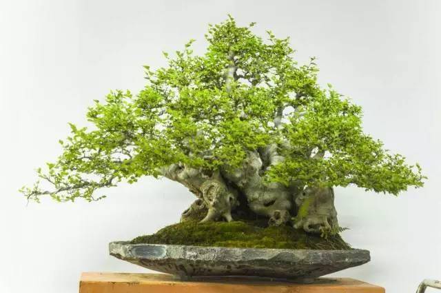 小型榕树盆景 陈文图作品