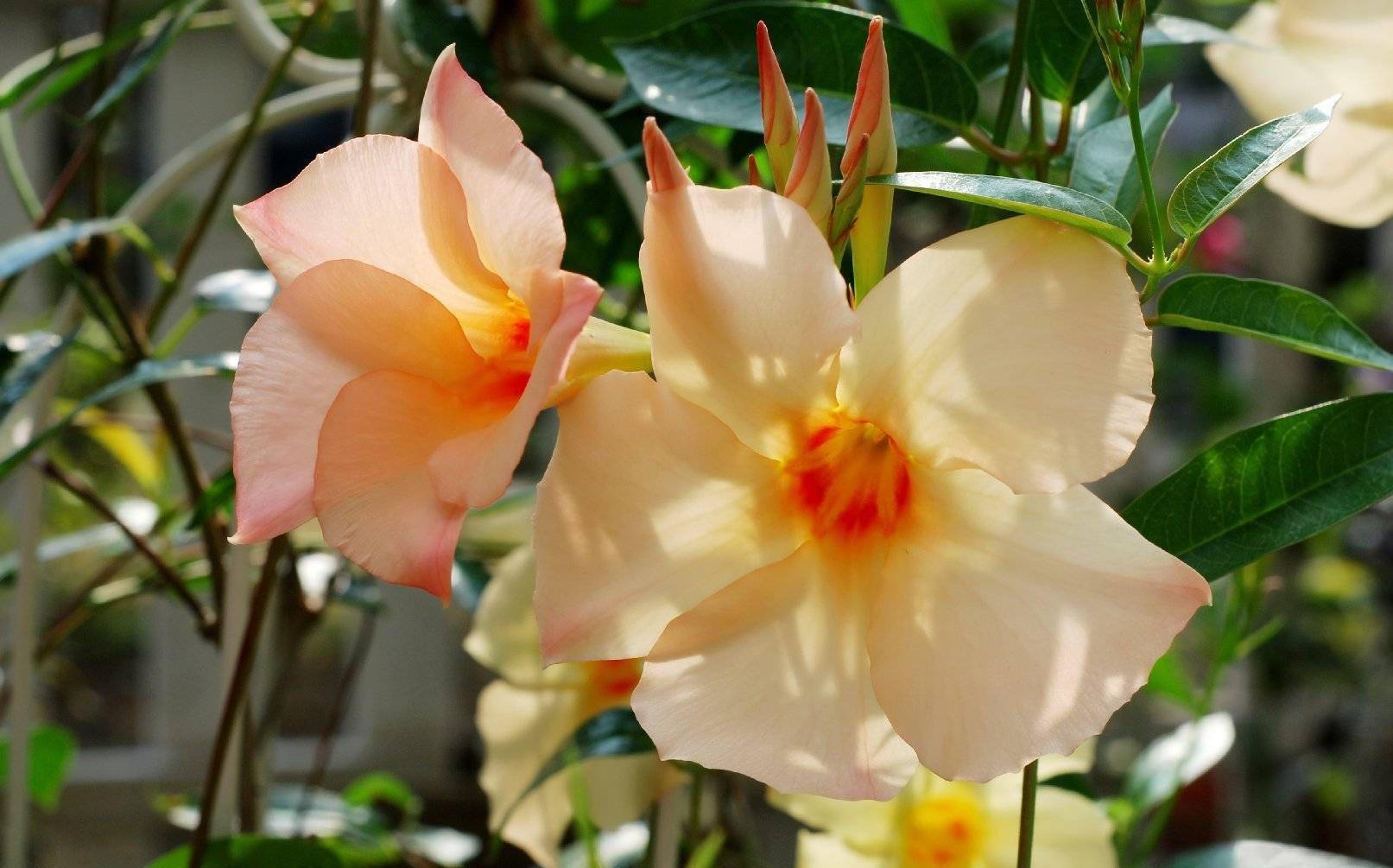 飘香藤怎么养做好3点开花大半年夏季冬季都有花又仙又美