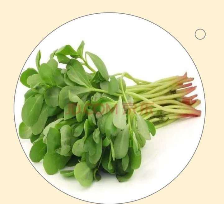 时光记忆马子菜