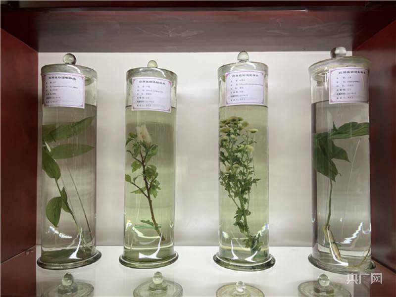 药用植物浸制标本(央广网记者 张惟一摄)