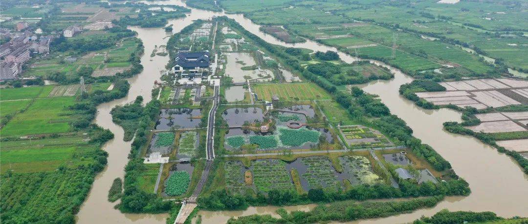 AECOM圩田湿地生境修复案例:浙江鉴洋湖湿地公园首启区_鹭鸟_场地_栖息地