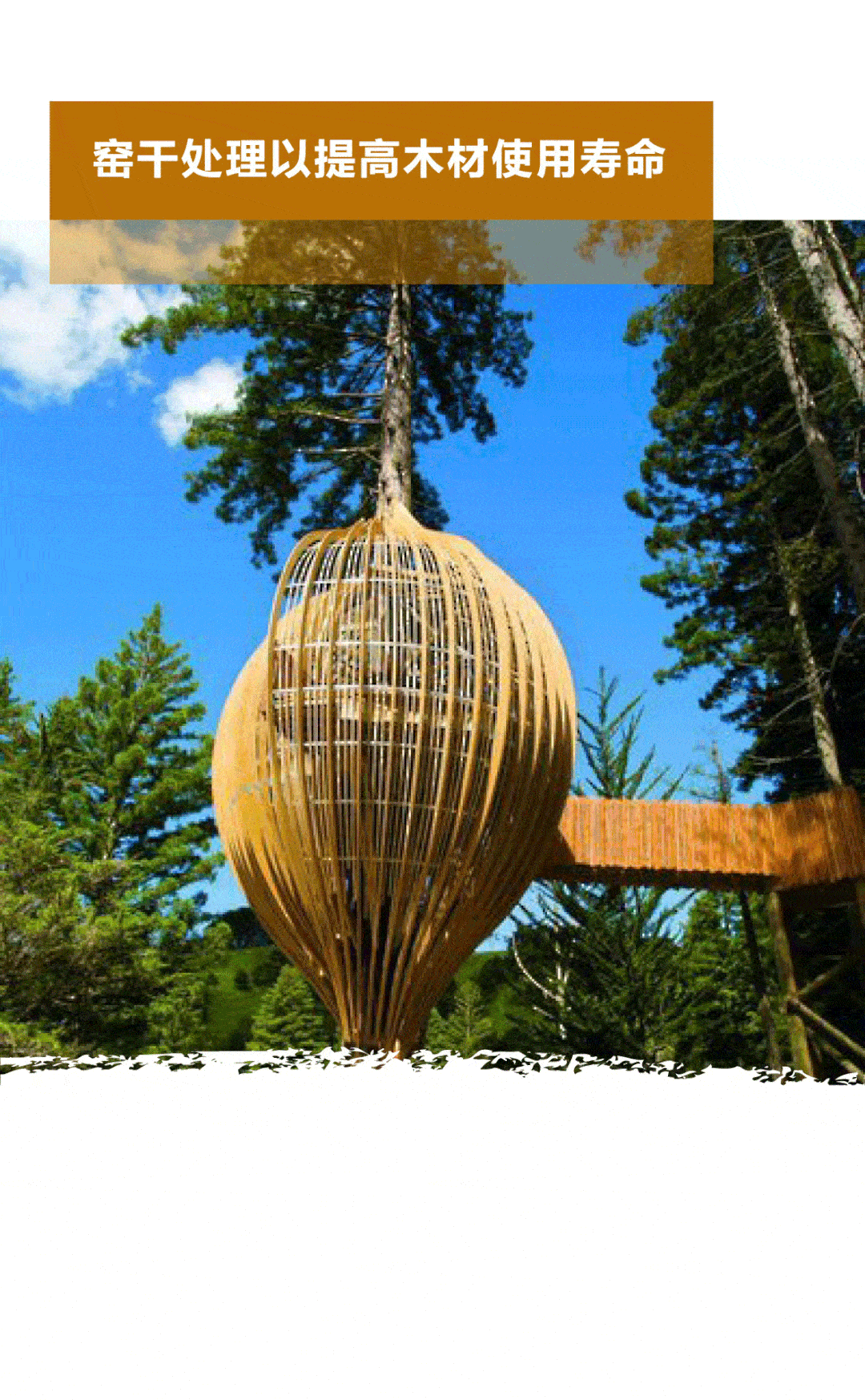 走进新西兰林业(第二集)_林业_新西兰