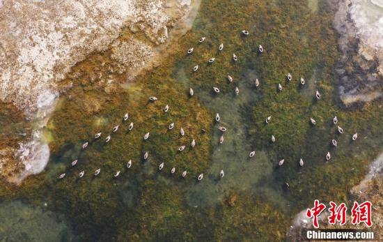 飞翔|冬日里的独特风景 水鸟湿地公园觅食戏水