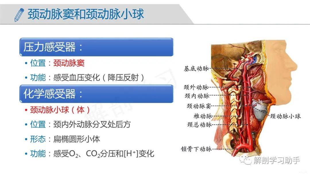 人体解剖学课件——脉管系统-动脉_青田_cn_异议