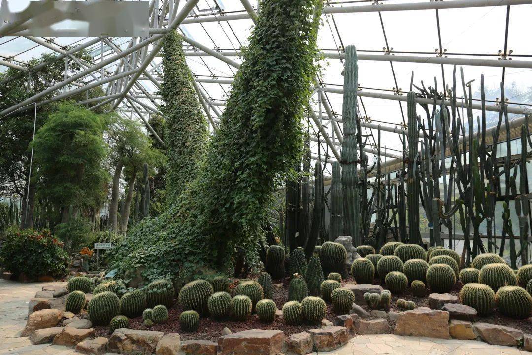 中山植物园周一不闭园了!每天都能赏"枫"景!