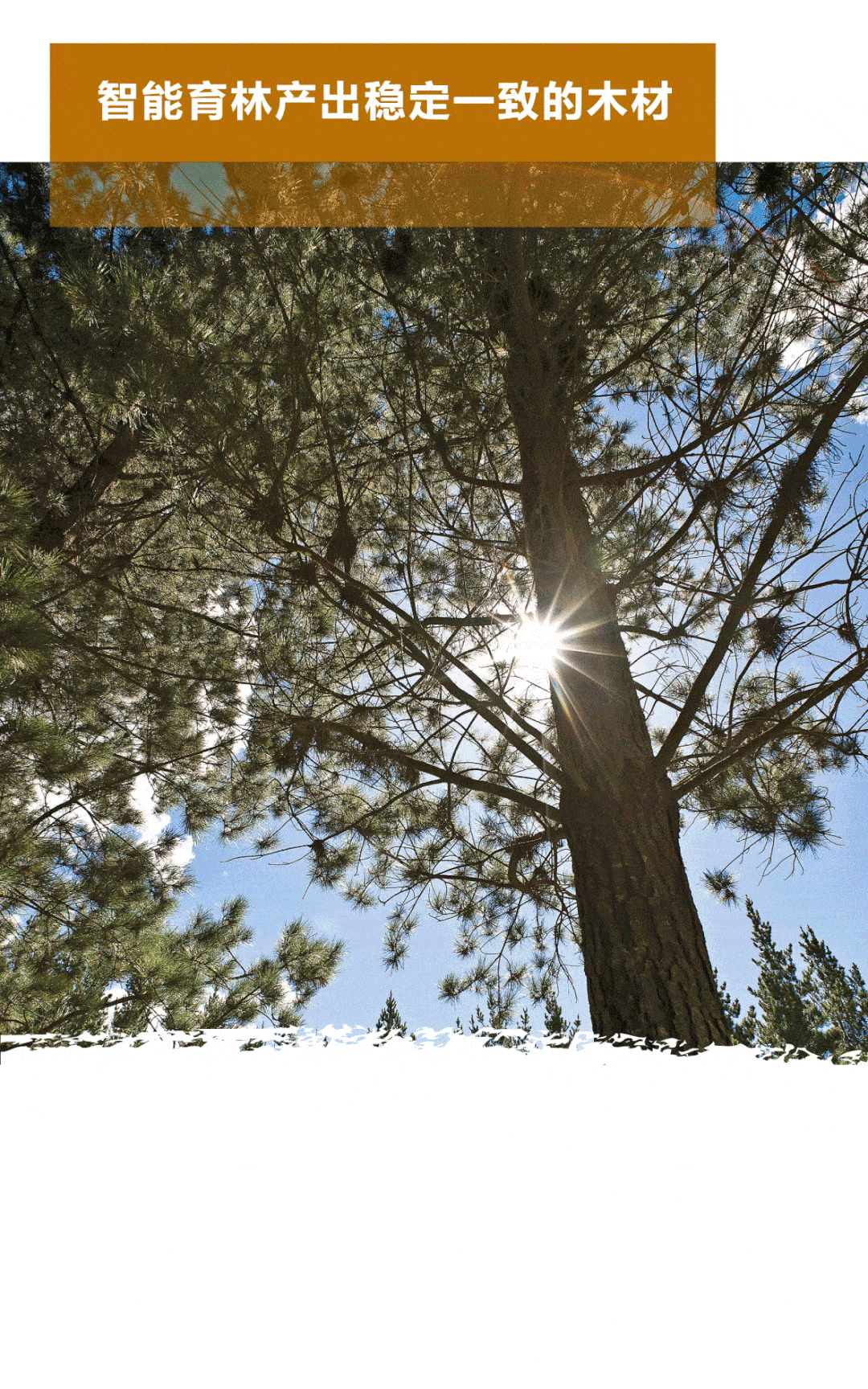 走进新西兰林业(第二集)_林业_新西兰