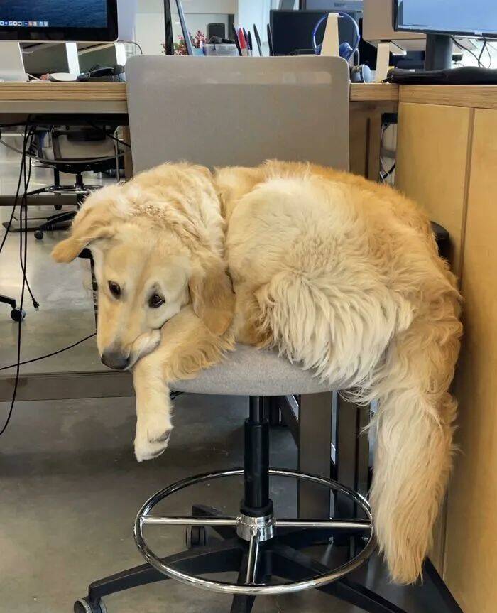 铲屎官分享自家狗子"出问题"的蠢萌瞬间,果然傻狗狗是最治愈的