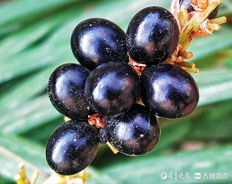 山麦冬果实犹如黑宝石闪闪发光