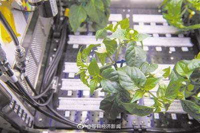 国际空间站辣椒丰收 什么样的植物能入选太空菜园