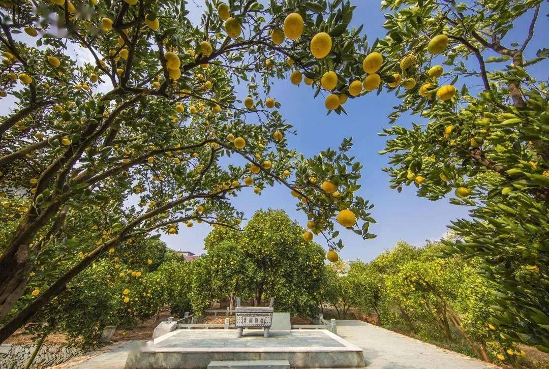 在衢州这座世界长寿之都有着上万棵神仙树最久的1500多年