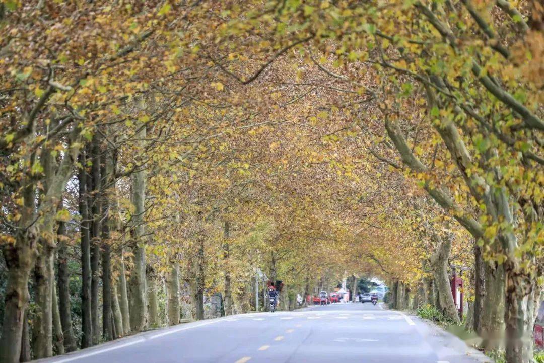 崇州这些高颜值公路你还有哪条没去过