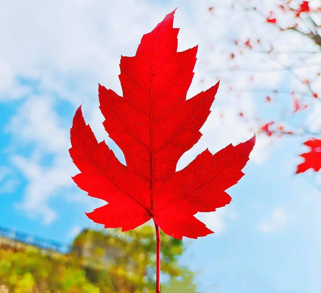 初冬,遇上那一抹红