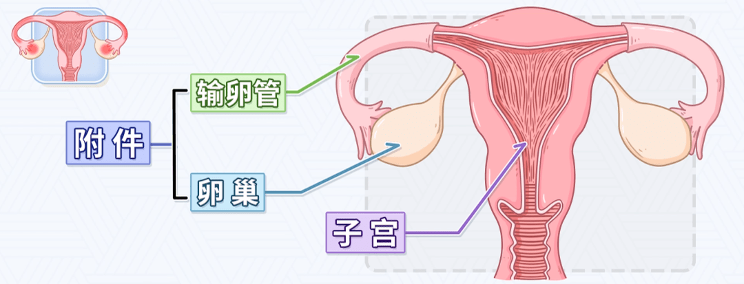 子宫是女性的内生殖器之一,它的两侧连接着输卵管和卵巢,输卵管和卵巢