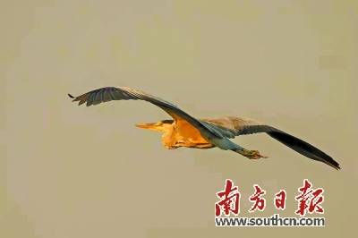 桃花岛上人鸟奇缘 梁一元 鸟儿 保护