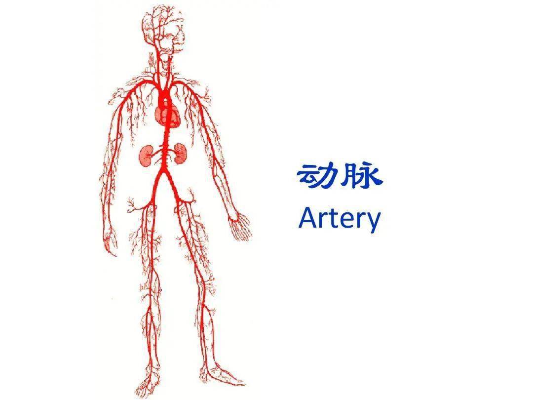 人体全身动脉图手绘图片