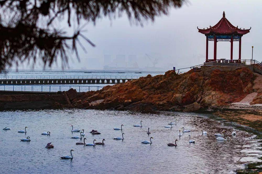 海湾|冬之恋 | 来这里，与天鹅共舞，同精灵漫步