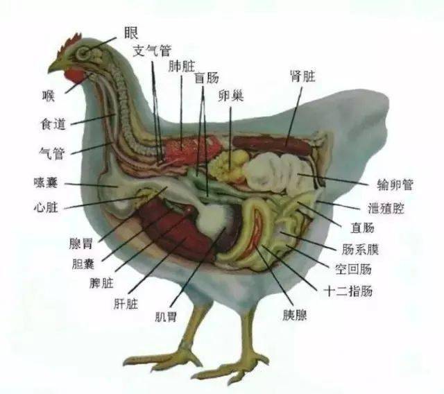 鸡的繁殖方式和过程图片