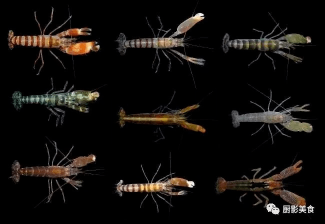 【博物小知识】海洋中的独臂"抢手"——枪虾的故事_产生的_棕黄色
