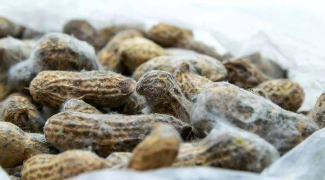 黄曲霉毒素可能使人急性中毒甚至死亡,长期低剂量也会增加癌症风险.