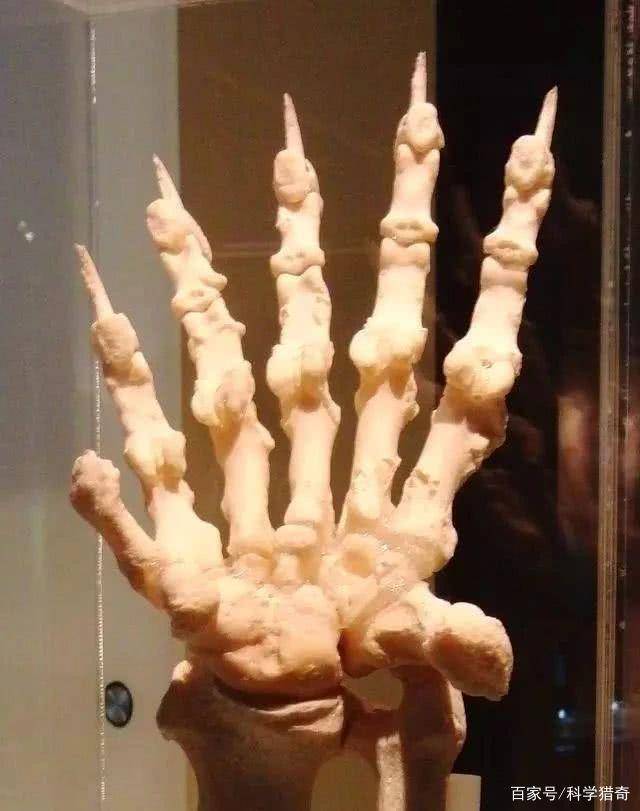 很多生物都是5根手指为什么大熊猫会有6根手指