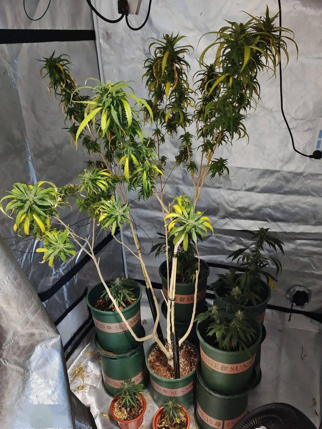 敢在家种大麻 自产自吸 两男子被拘 古镇 植株 警方