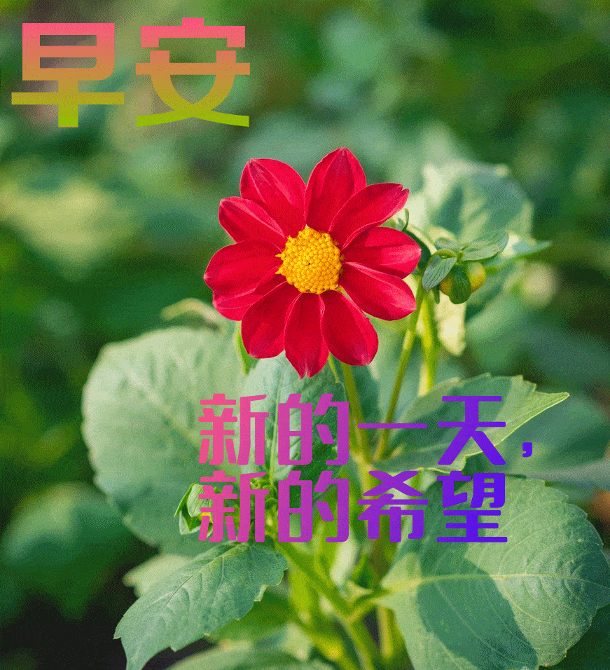 12月5日最新早上好微信带字问候表情图片大全冬日清晨早上好祝福语