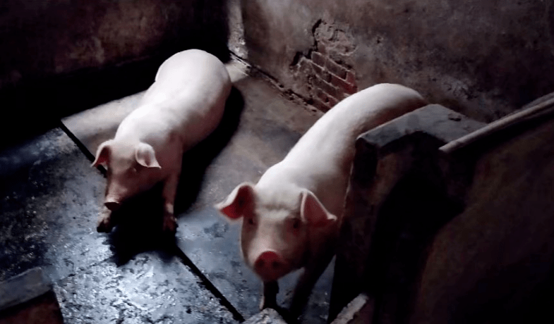 散文阿福的猪肥了洪林