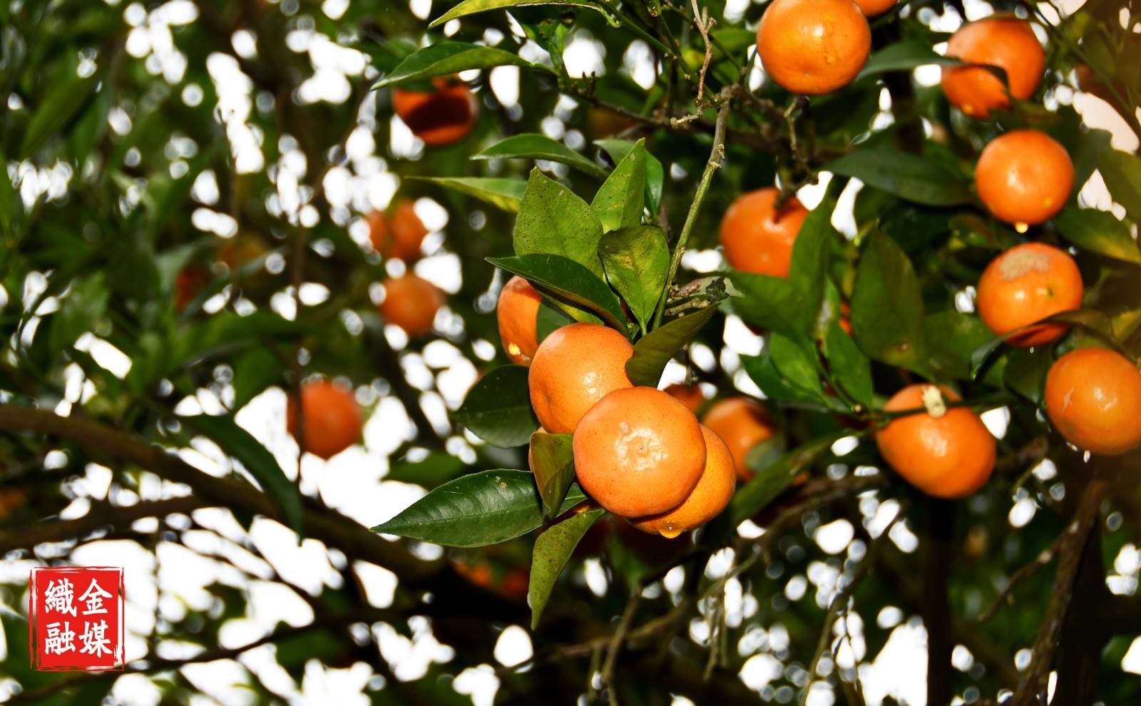 织金红岩社区的橘子熟了!周末约吗