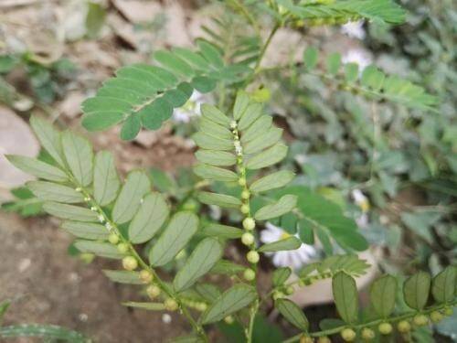 南方一种野草,外形像害羞草,人称"草里藏珠"_叶下珠_农村_朋友