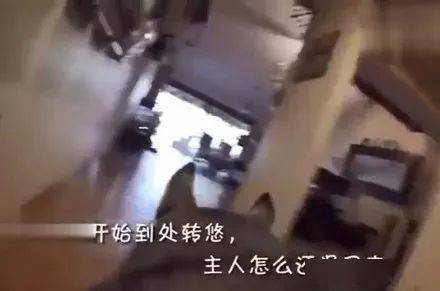 屋子里网友想知道二哈一天的举动，于是就带了个摄像头在它身上，暖爆了！