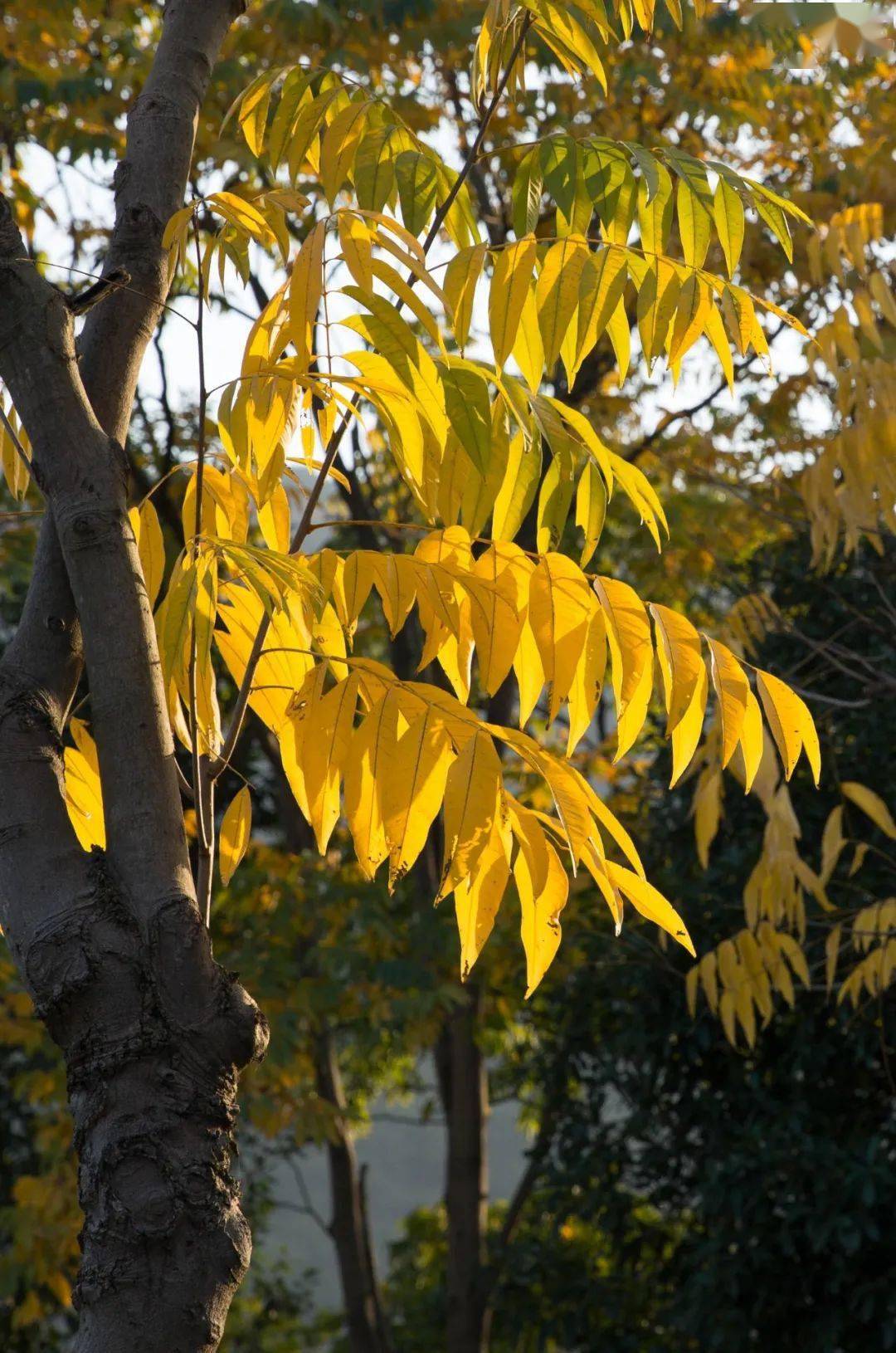 无患子树:秋色满园_龙湾_绿化_温州