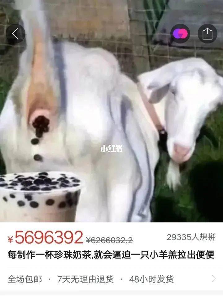 如何直视珍珠豆豆还让我们靠奶茶续命的人就想问是不是有点太不人道了