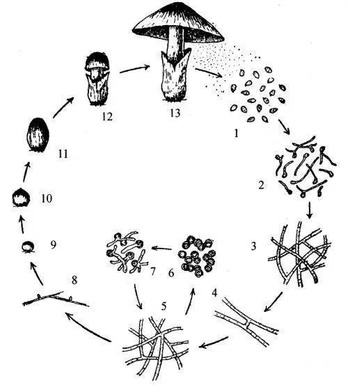 栽培_小伞_伞菌