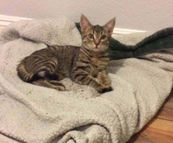 怎么养多只小猫 a851e92dd2a04bb7b6793bcf7807cba9.jpeg