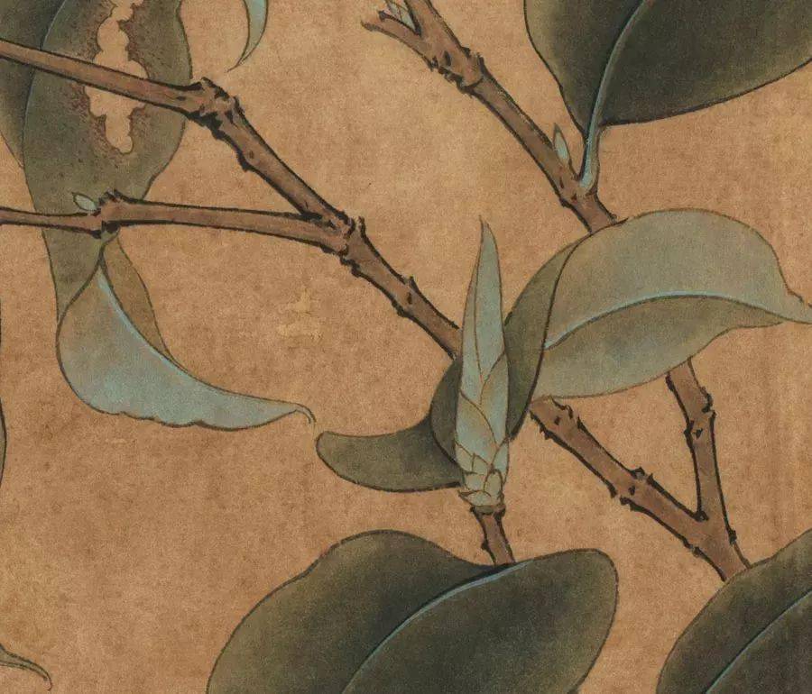 国画教程工笔山茶蝴蝶图画法步骤