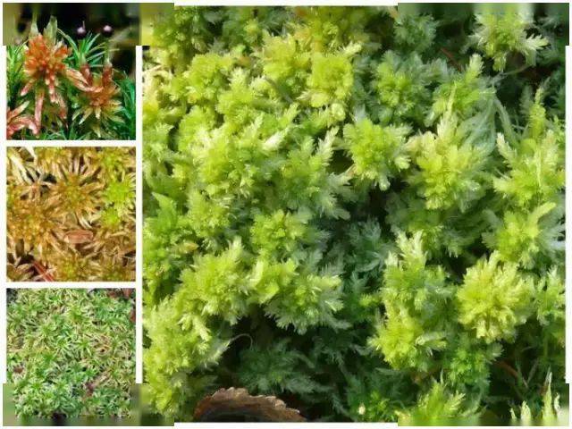 苔藓的种类与辨别图片图片