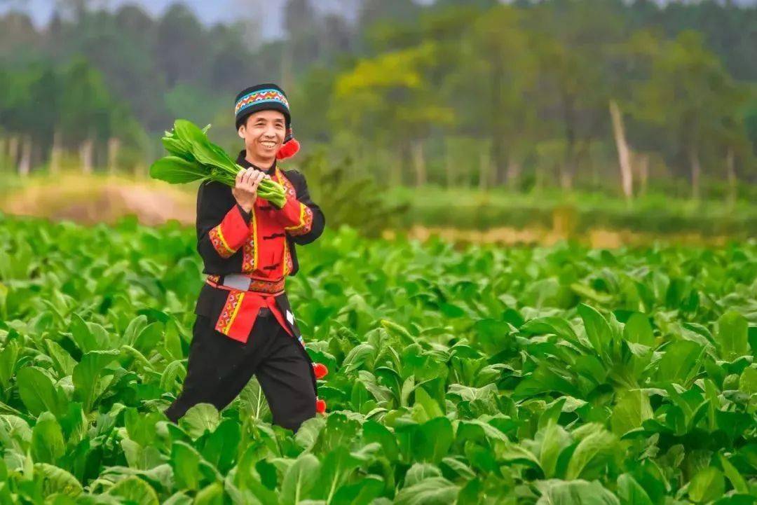 2021连州菜心节也即将开始!等待了一年的连州菜心节终于来啦!