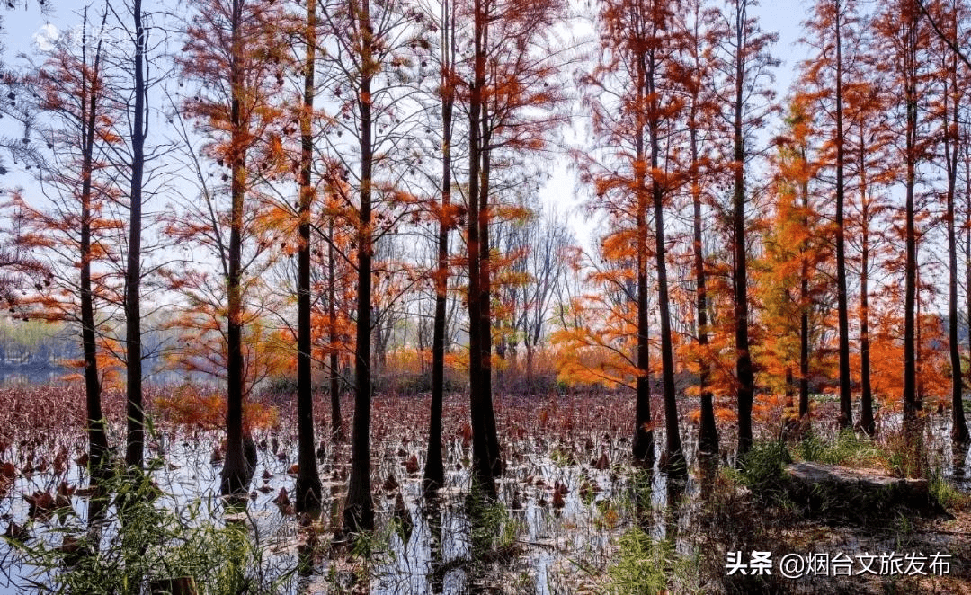 泉城|刷爆全网！山东这8处的水杉林，让你不出省就能打卡川西秘境！