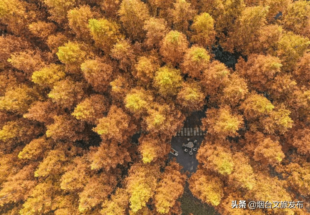 泉城|刷爆全网！山东这8处的水杉林，让你不出省就能打卡川西秘境！