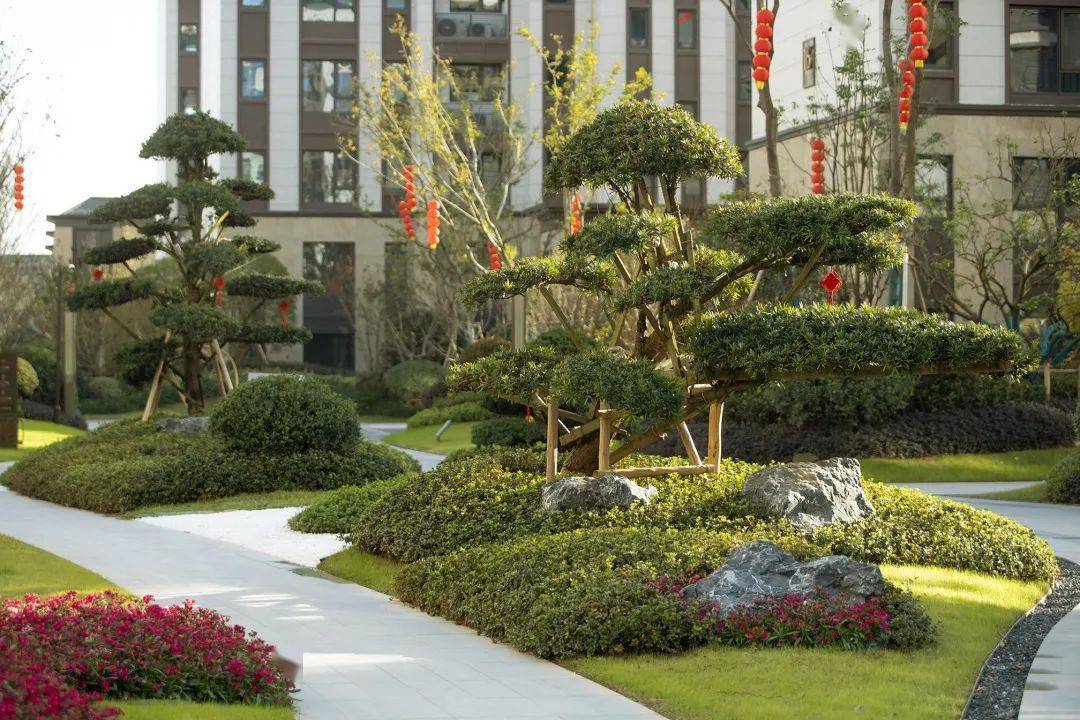 罗汉松造型还不错,罗汉松下白色砂石-地被-灌木-园石堆叠,还是比较有